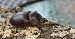 Rohatyniec nosorożec, rohatyniec garbarz (Oryctes nasicornis)