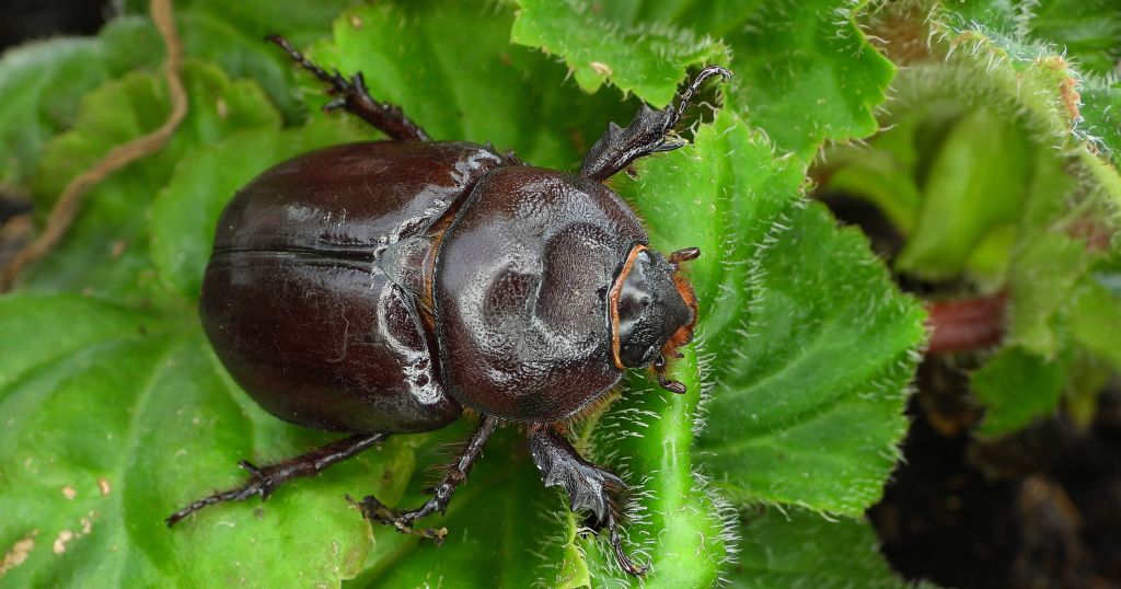 Rohatyniec nosorożec, rohatyniec garbarz (Oryctes nasicornis)
