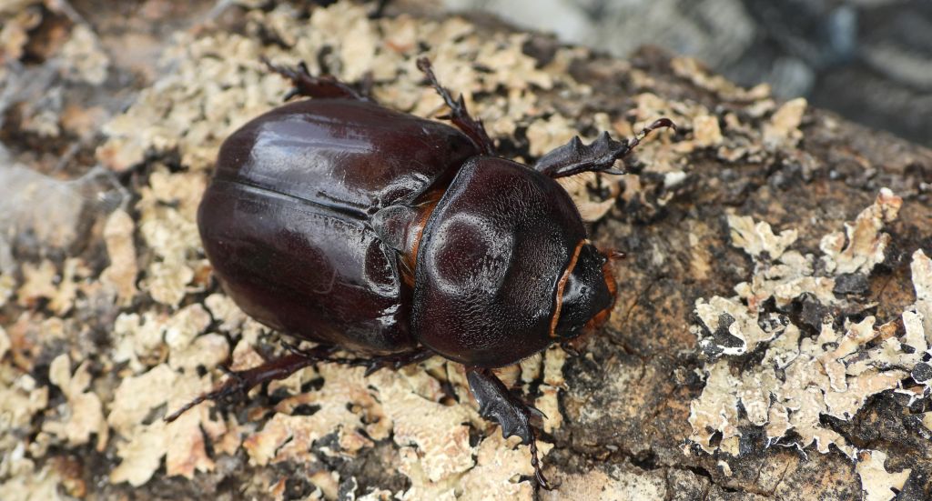 Rohatyniec nosorożec, rohatyniec garbarz (Oryctes nasicornis)