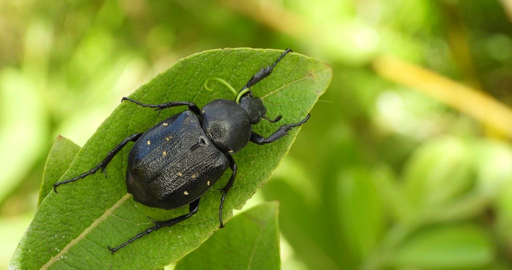 Zacnik czarny (Gnorimus variabilis)