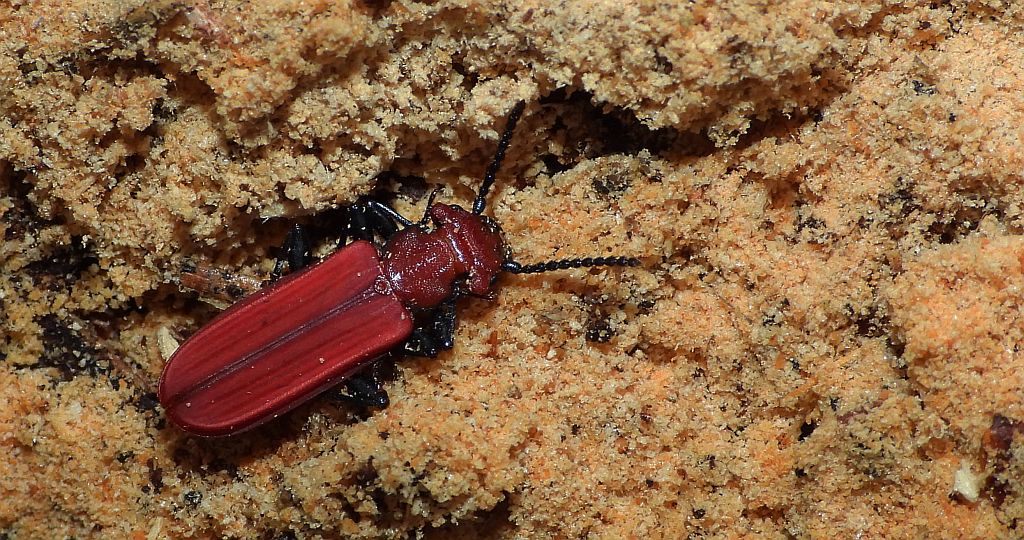 Zgniotek cynobrowy (Cucujus cinnaberinus)