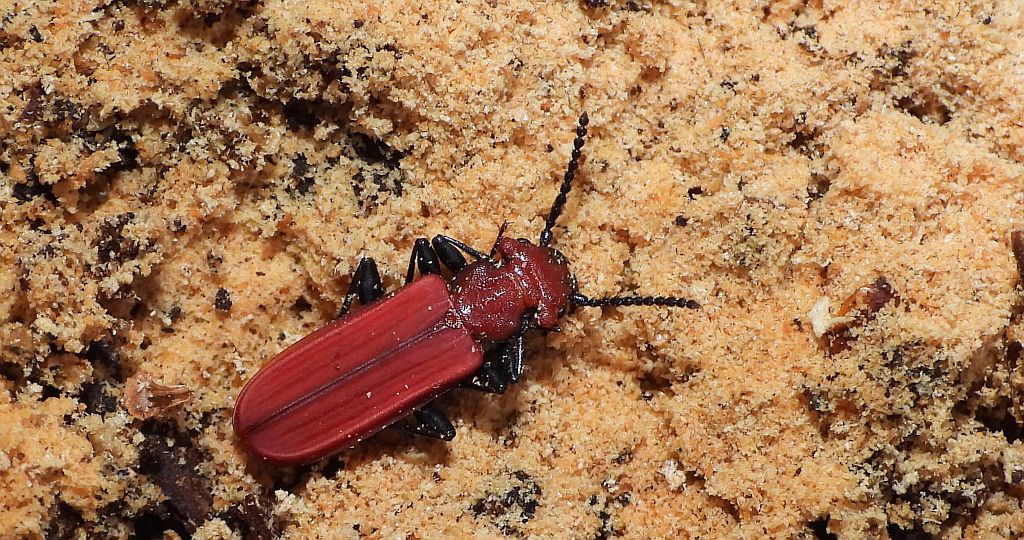 Zgniotek cynobrowy (Cucujus cinnaberinus)