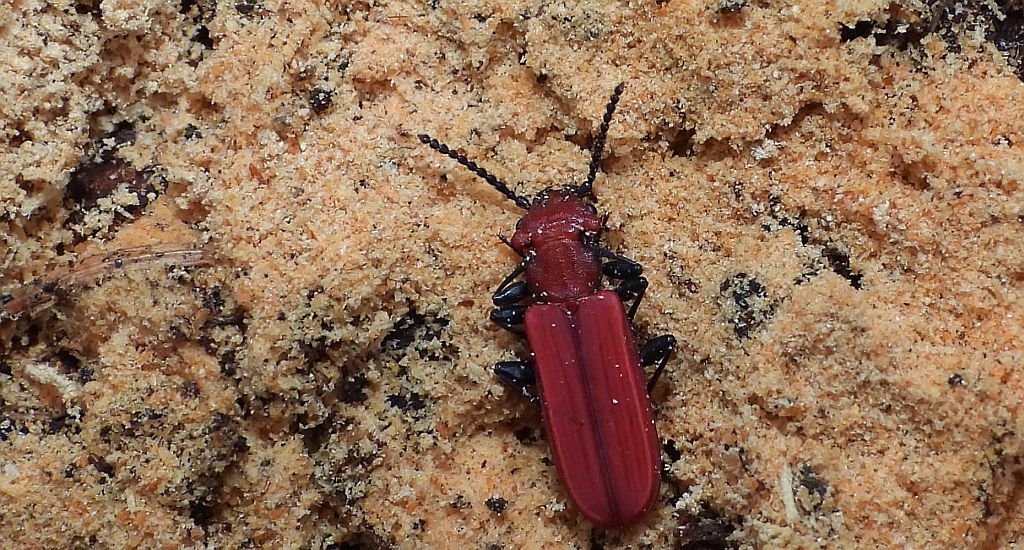 Zgniotek cynobrowy (Cucujus cinnaberinus)