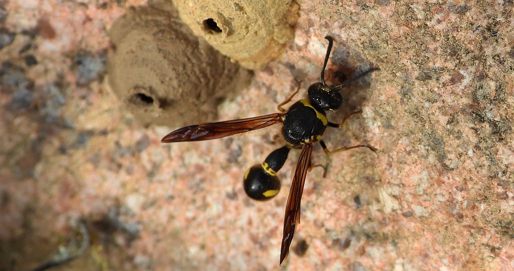 Kopułka garncarka (Eumenes pomiformis)