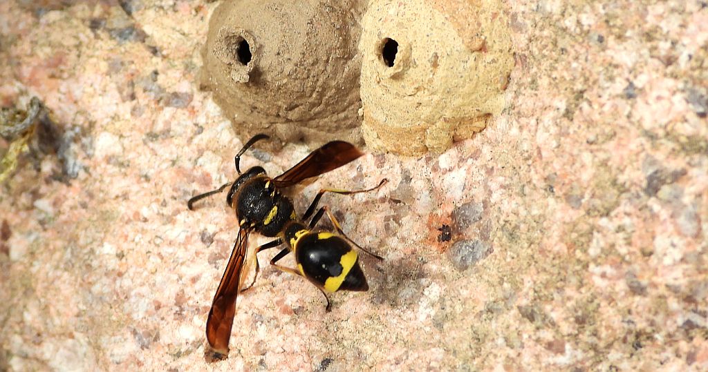 Kopułka garncarka (Eumenes pomiformis)