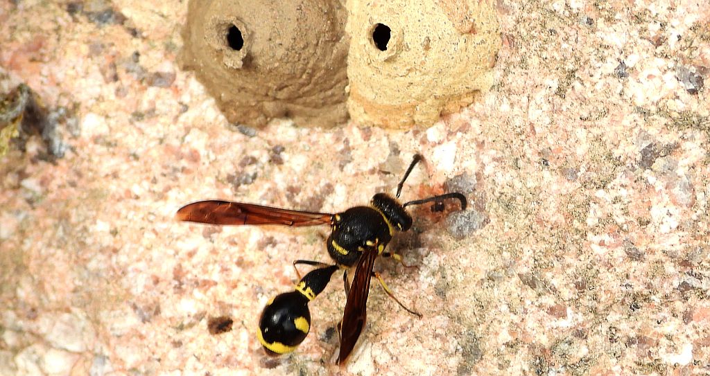 Kopułka garncarka (Eumenes pomiformis)