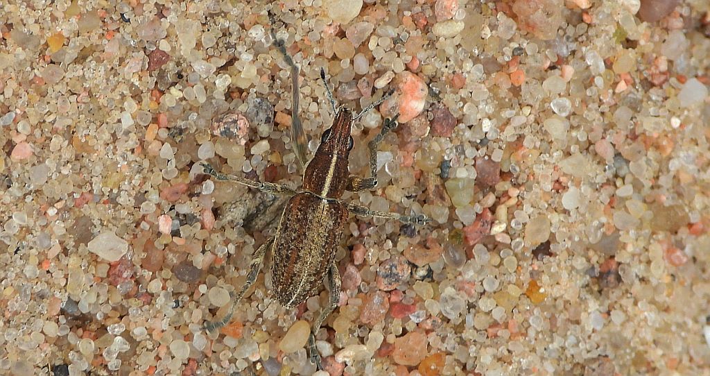 Oprzędzik łubinowy (Charagmus gressorius)