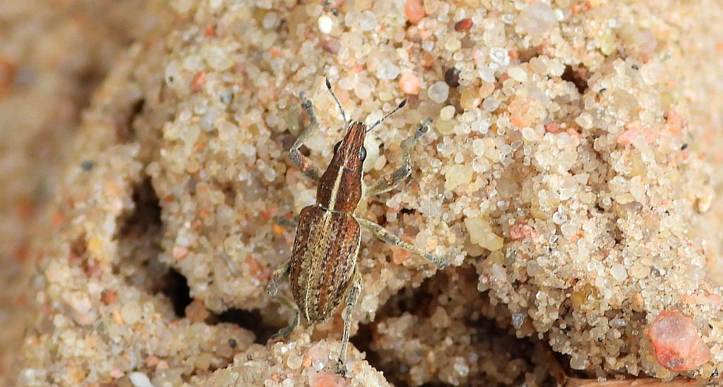 Oprzędzik łubinowy (Charagmus gressorius)