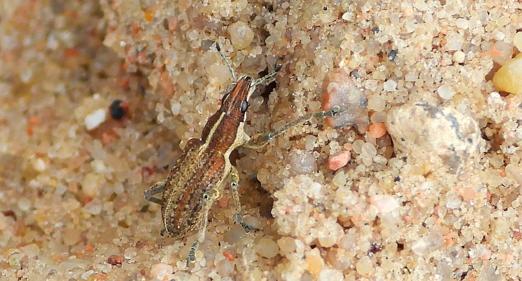 Oprzędzik łubinowy (Charagmus gressorius)