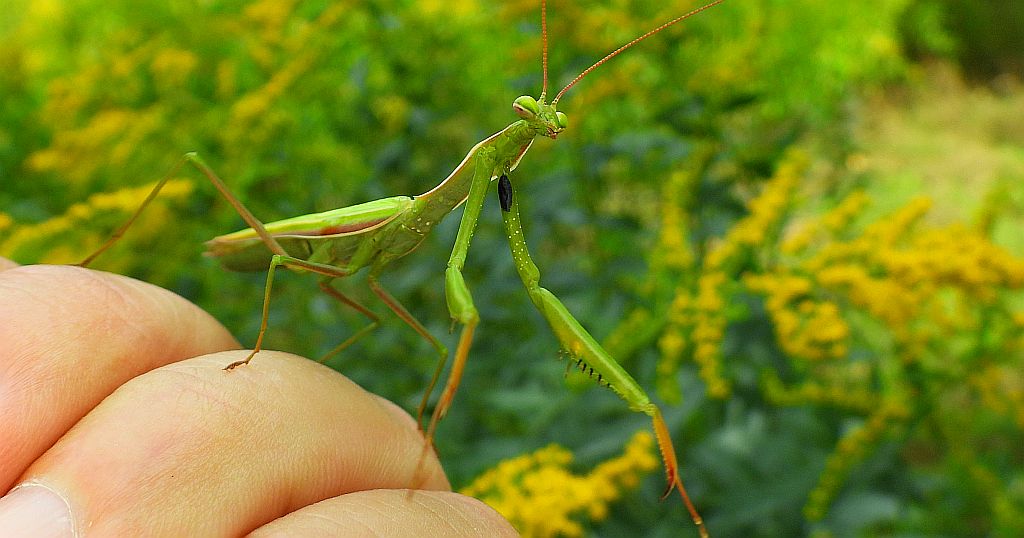 Modliszka zwyczajna (Mantis religiosa)