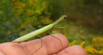 Modliszka zwyczajna (Mantis religiosa)