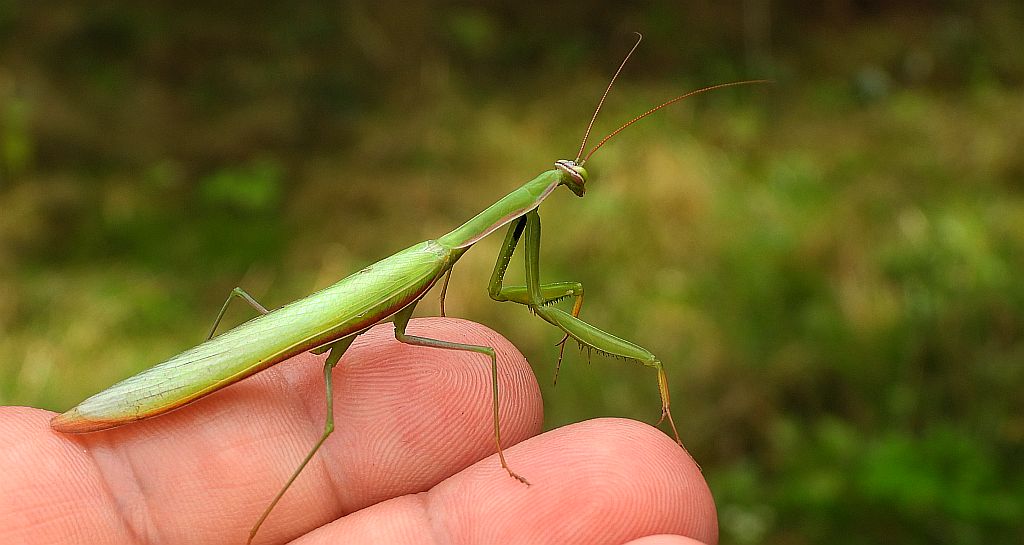 Modliszka zwyczajna (Mantis religiosa)