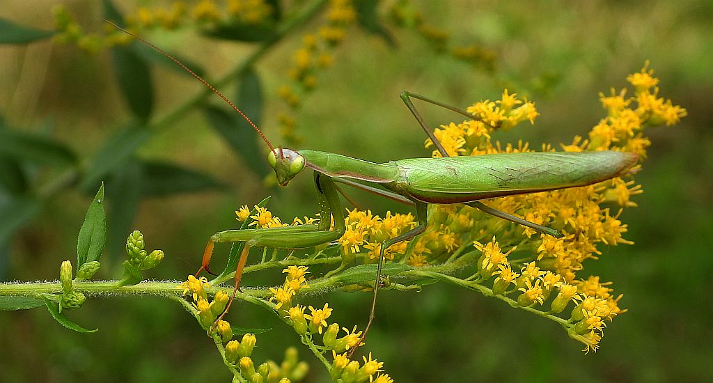 Modliszka zwyczajna (Mantis religiosa)