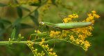 Modliszka zwyczajna (Mantis religiosa)
