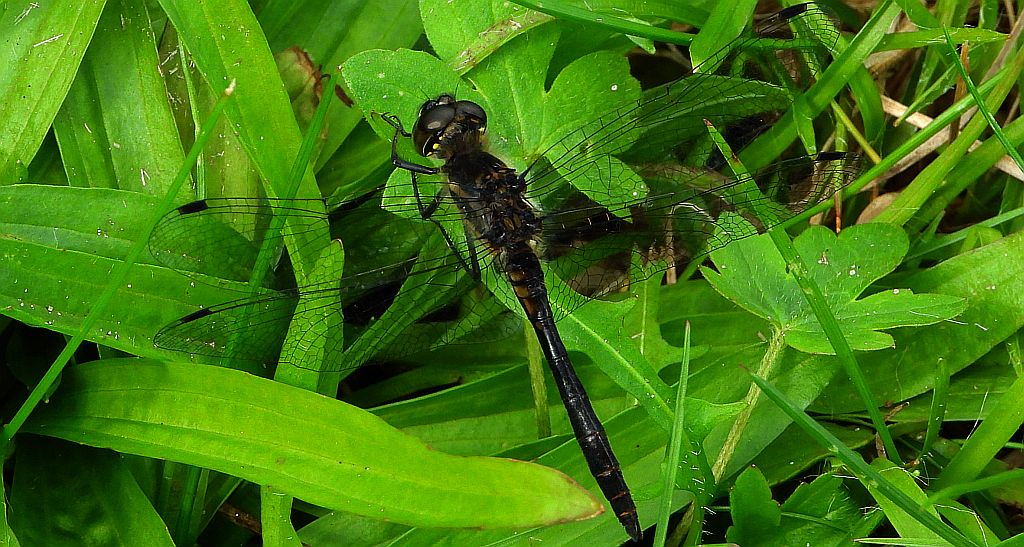 Szablak szkocki, szablak czarny (Sympetrum danae)