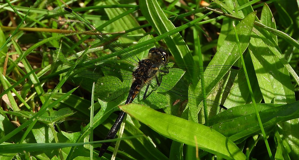 Szablak szkocki, szablak czarny (Sympetrum danae)