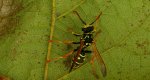 Klecanka rdzaworożna (Polistes dominula)
