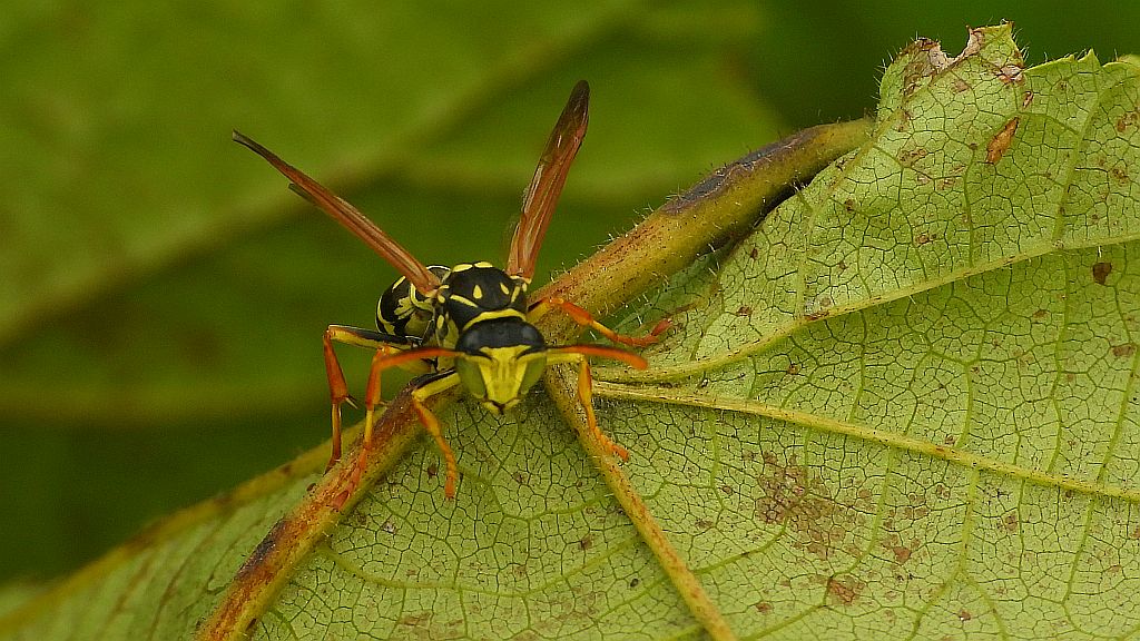 Klecanka rdzaworożna (Polistes dominula)