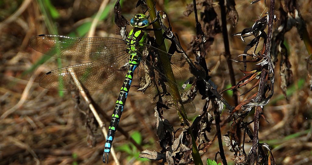 Żagnica sina (Aeshna cyanea)