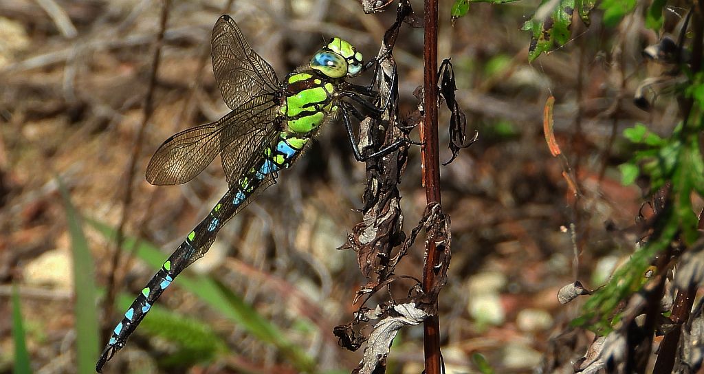 Żagnica sina (Aeshna cyanea)