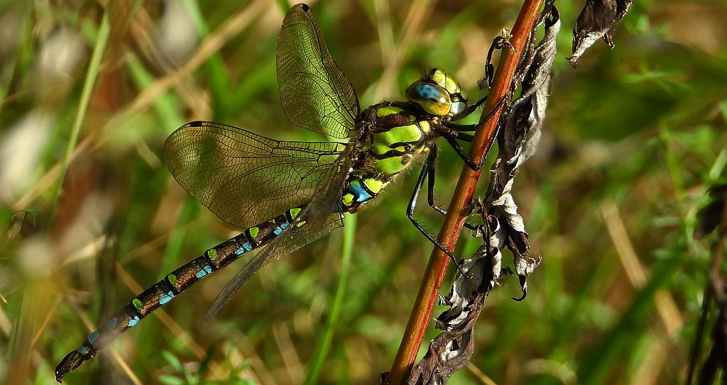 Żagnica sina (Aeshna cyanea)