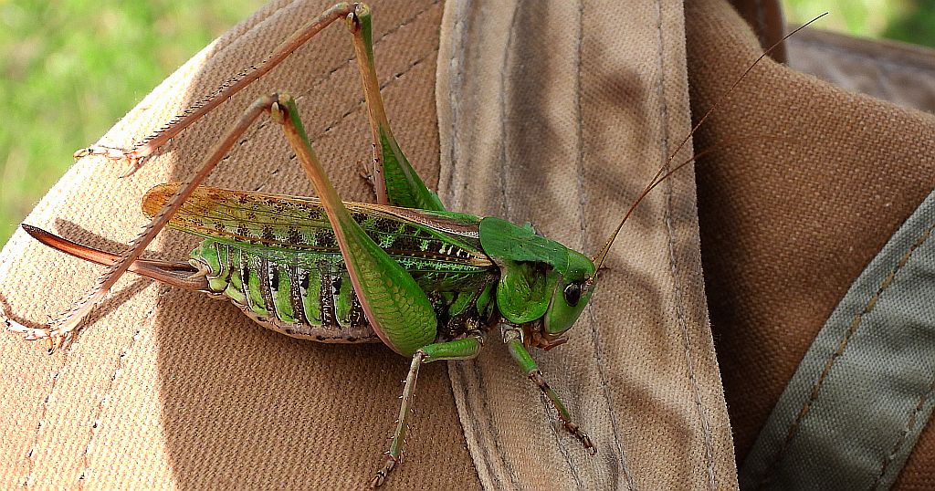 Łatczyn brodawnik (Decticus verrucivorus)