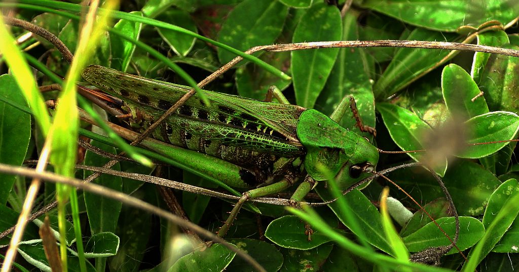 Łatczyn brodawnik (Decticus verrucivorus)