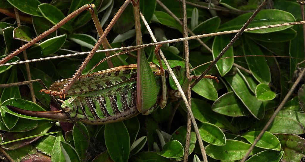 Łatczyn brodawnik (Decticus verrucivorus)