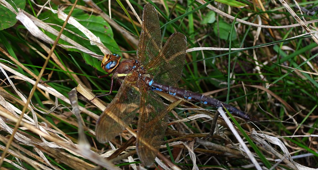 Żagnica ruda, żagiew ruda (Aeshna isoceles)