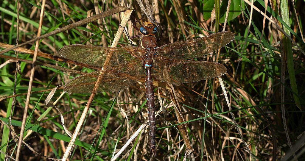 Żagnica ruda, żagiew ruda (Aeshna isoceles)