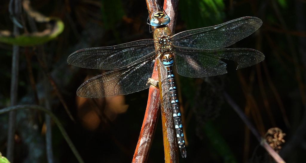 Żagnica jesienna (Aeshna mixta)