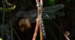 Żagnica jesienna (Aeshna mixta)
