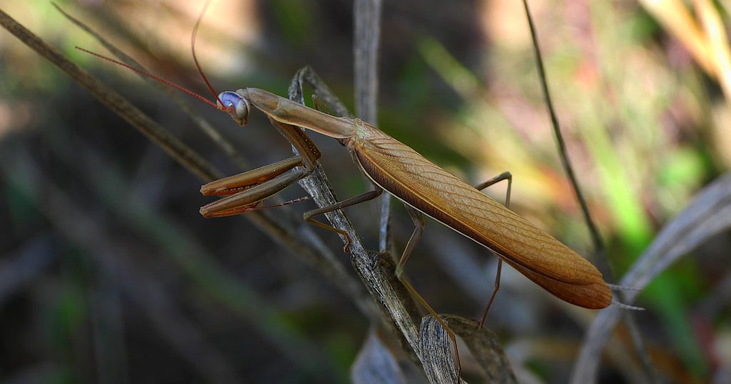 Modliszka zwyczajna (Mantis religiosa)