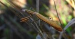 Modliszka zwyczajna (Mantis religiosa)