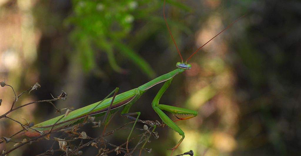 Modliszka zwyczajna (Mantis religiosa)