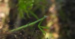 Modliszka zwyczajna (Mantis religiosa)