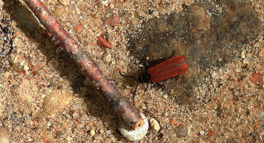 Karmazynek - Platycis minuta