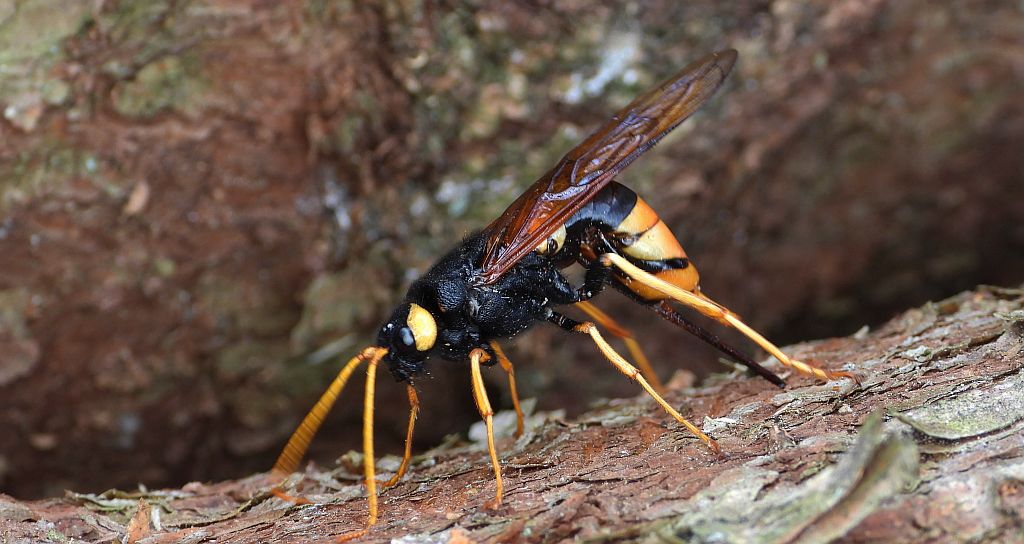 Trzpiennik olbrzymi (Urocerus gigas)