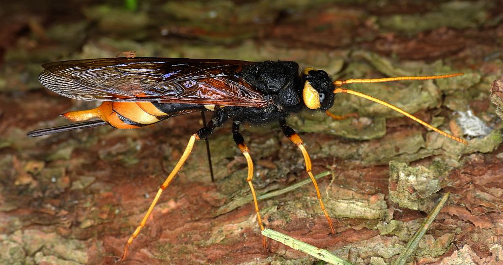 Trzpiennik olbrzymi (Urocerus gigas)