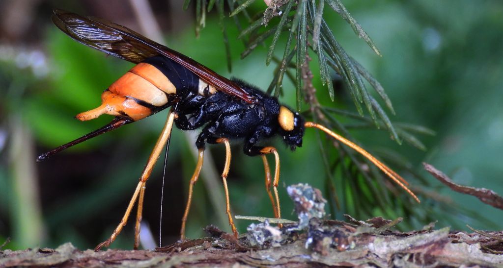 Trzpiennik olbrzymi (Urocerus gigas)