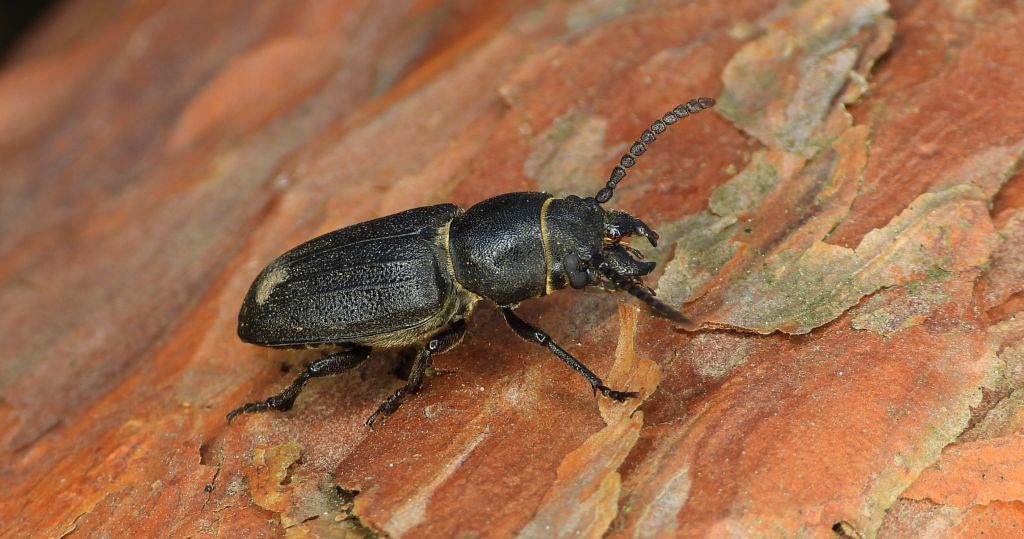 Kłopotek czarny (Spondylis buprestoides)