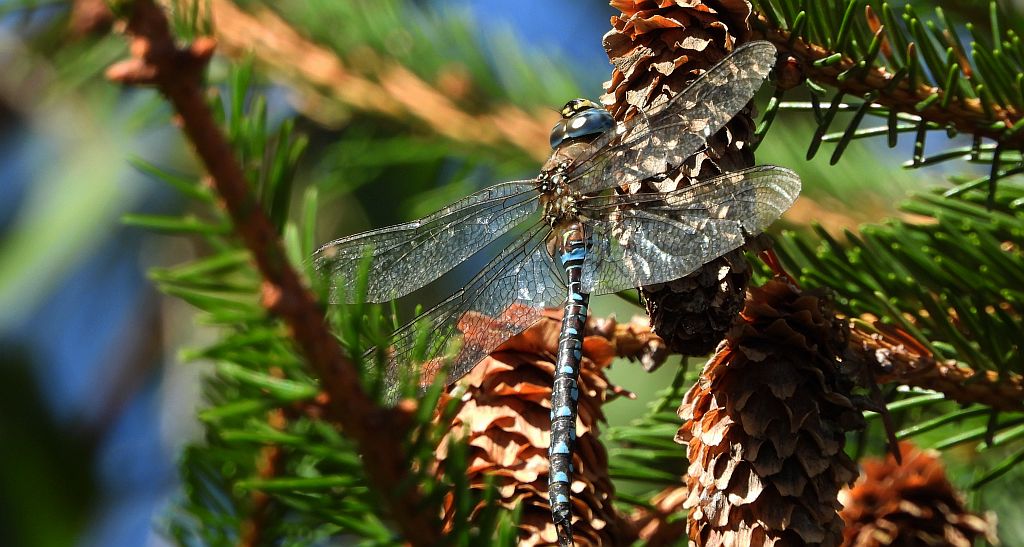 Żagnica jesienna (Aeshna mixta)