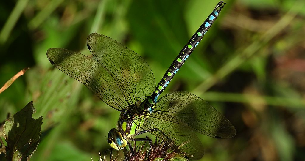 Żagnica sina (Aeshna cyanea)