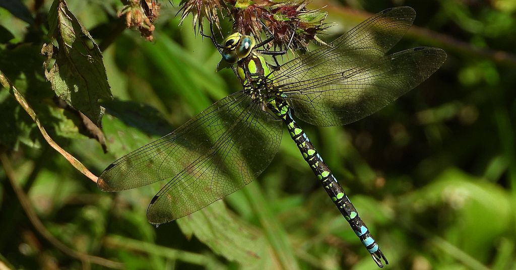 Żagnica sina (Aeshna cyanea)