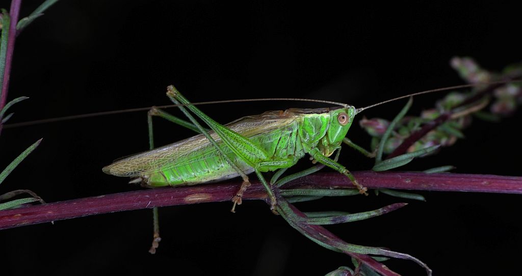 Miecznik ciemny (Conocephalus fuscus)