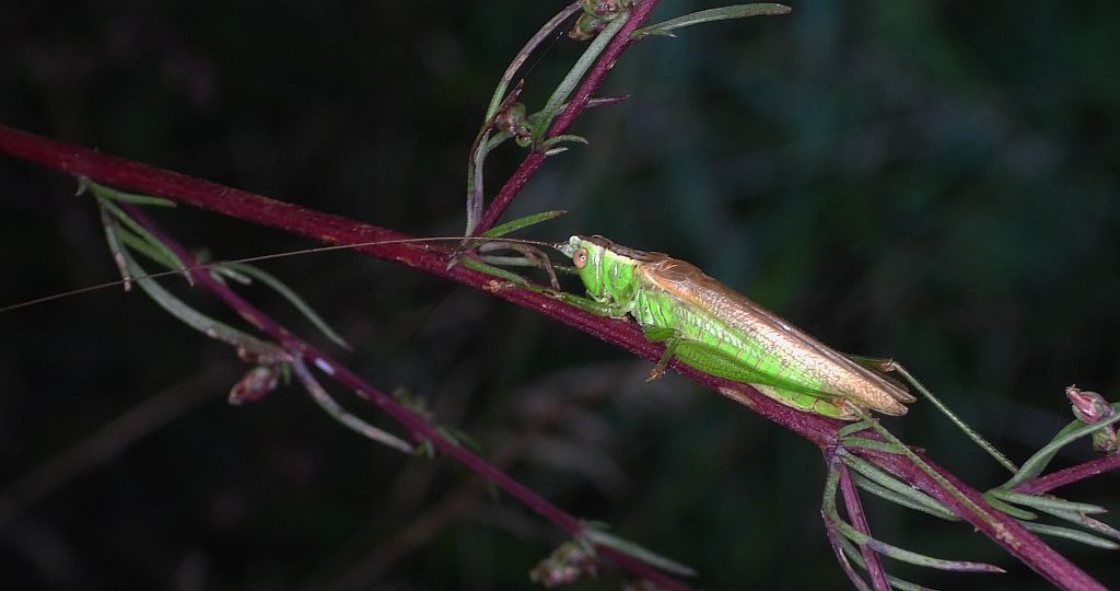 Miecznik ciemny (Conocephalus fuscus)