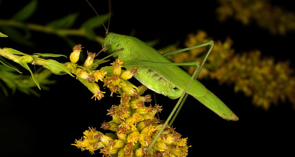 Długoskrzydlak sierposz (Phaneroptera falcata)