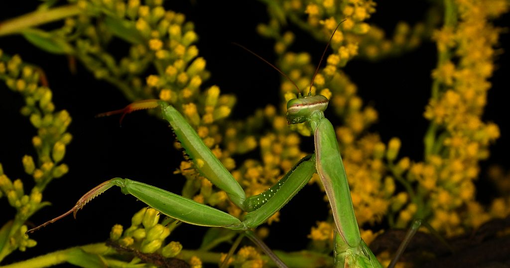 Modliszka zwyczajna (Mantis religiosa)