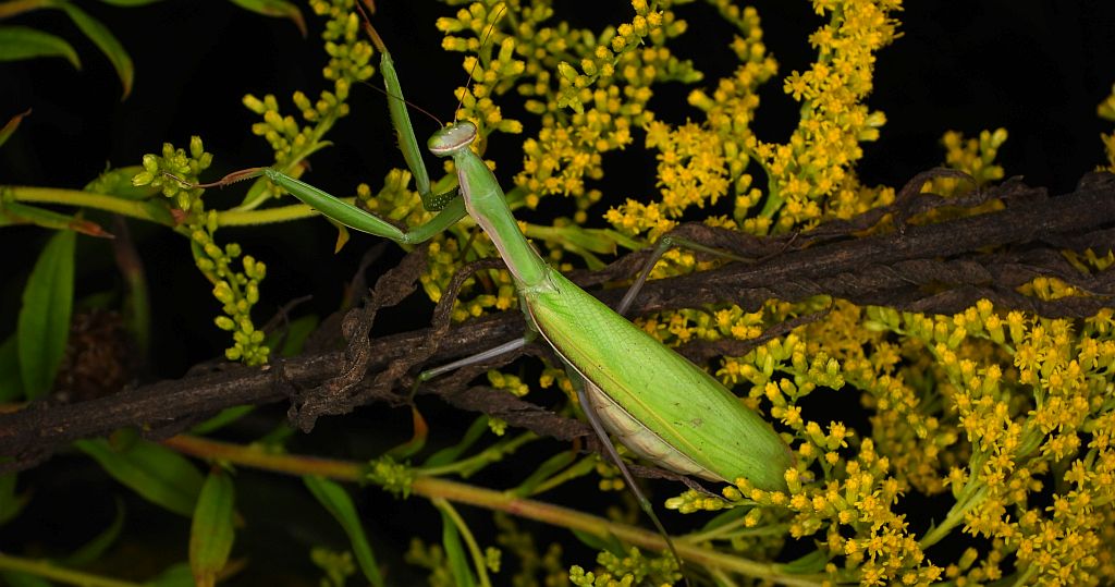 Modliszka zwyczajna (Mantis religiosa)