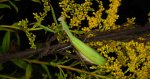 Modliszka zwyczajna (Mantis religiosa)